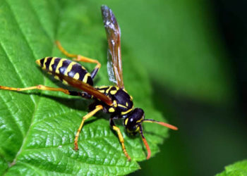 Est-ce que les Guepes ont une reine ?