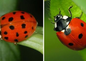 Comment reconnaître les bonnes coccinelles ?