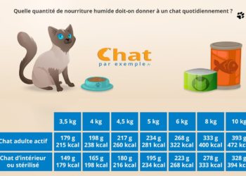 Comment savoir l'âge d'un axolotl ?