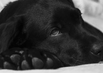 Comment faire pour soigner un chien malade ?