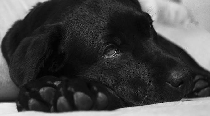 Comment faire pour soigner un chien malade ?