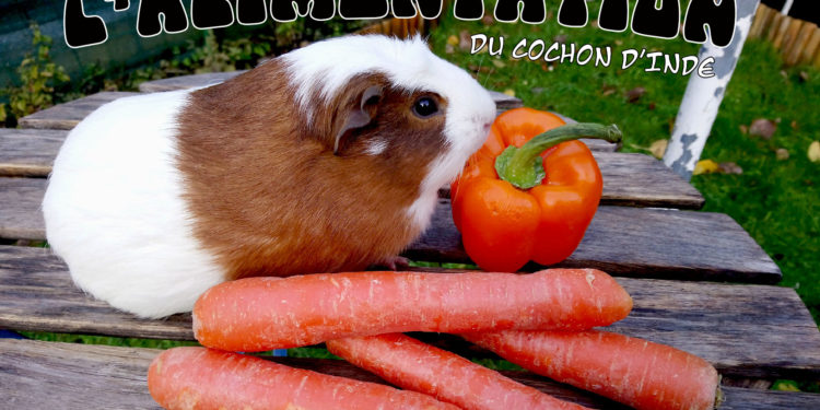 Comment faire manger un cochon d'Inde ?