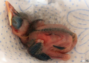 Comment s'occuper d'un merle ?