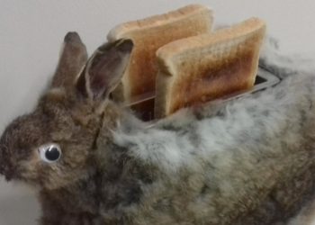 Ou ramener un lapin mort ?