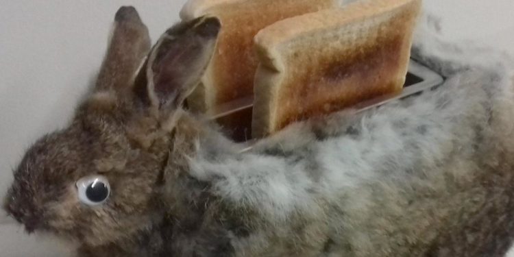 Ou ramener un lapin mort ?