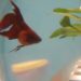 Pourquoi mon poisson combattant ne mange pas ?