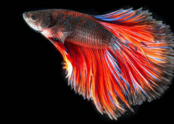 Quel volume d'eau pour un combattant ?