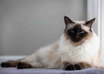 Quels sont les lapins les plus affectueux ?