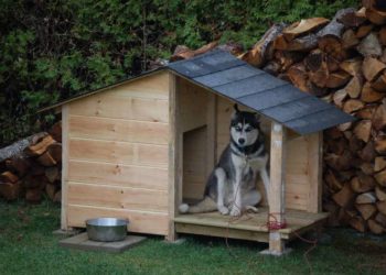 Comment construire une niche pour chien en carton ?