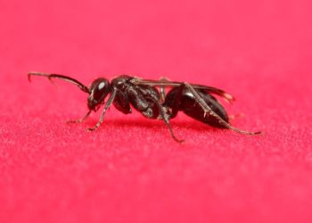 Comment savoir d'où viennent les fourmis ?