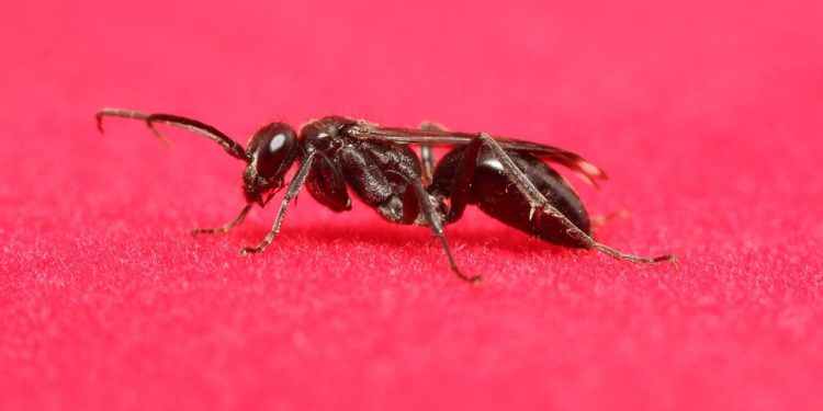 Comment savoir d'où viennent les fourmis ?