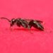 Comment savoir d'où viennent les fourmis ?