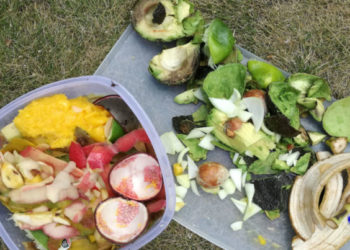 Qu'est-ce que les mouches aiment manger ?