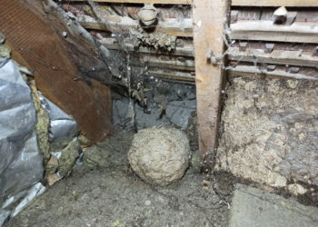 Comment savoir si on a un nid de mouche ?