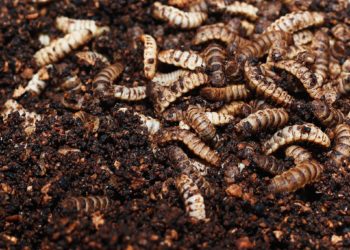 Où se cachent les larves de mouches ?