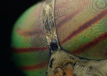 Est-ce que les mouches ça dort ?