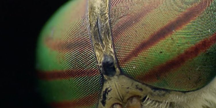 Est-ce que les mouches ça dort ?