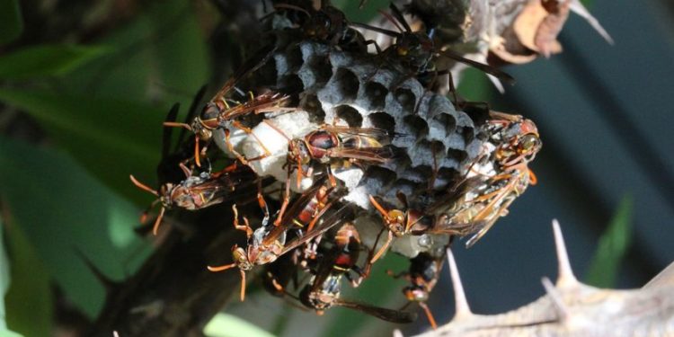 Comment se débarrasser des guêpes dans le jardin ?