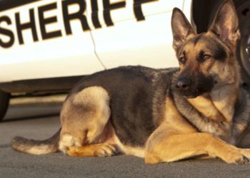 Comment redonner de la force à un chien ?