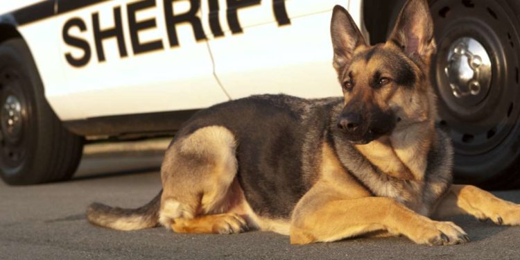 Comment redonner de la force à un chien ?