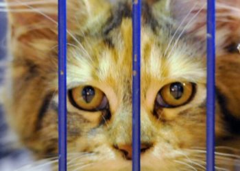 Pourquoi les chats disparaissent du jour au lendemain ?