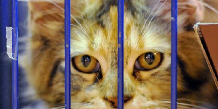 Pourquoi les chats disparaissent du jour au lendemain ?