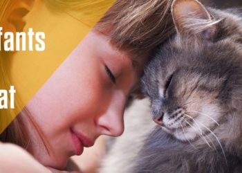 Pourquoi tant de chats disparaissent ?