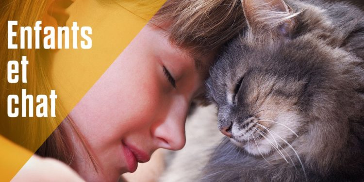 Pourquoi tant de chats disparaissent ?