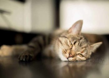 Pourquoi les chats partent quelques jours ?