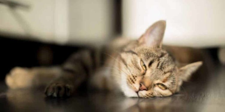 Pourquoi les chats partent quelques jours ?