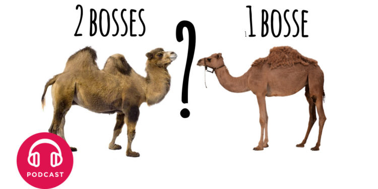 Pourquoi les chameaux ont deux bosses et les dromadaires une ?