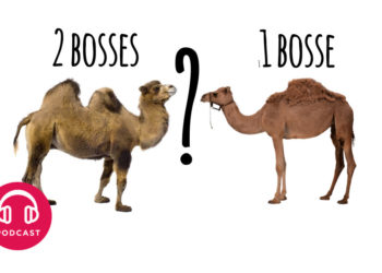 Pourquoi les chameaux ont deux bosses blague ?