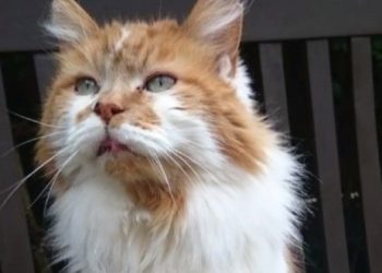 Quel est le chat le plus connu au monde ?