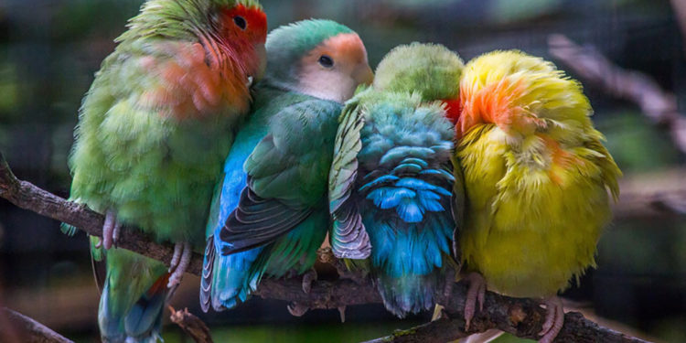 Quel oiseau Bouboule ?