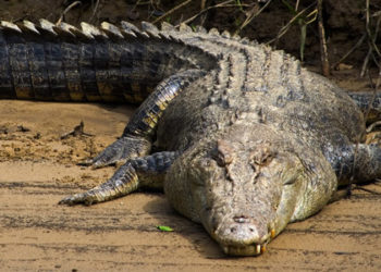 Est-ce que le crocodile a des écailles ?