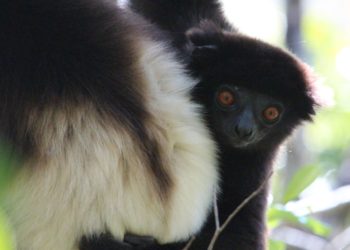 Quels sont les animaux équidés ?