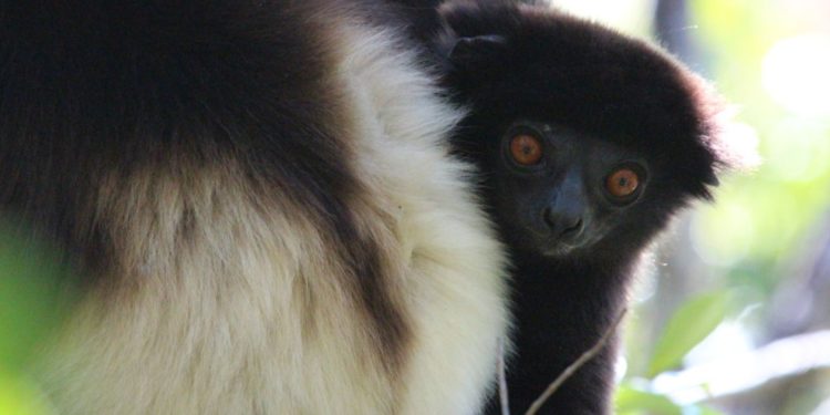 Quels sont les animaux équidés ?