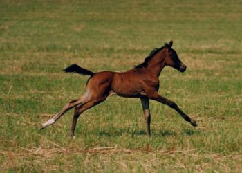 Quel est le nom de la femelle du porc ?