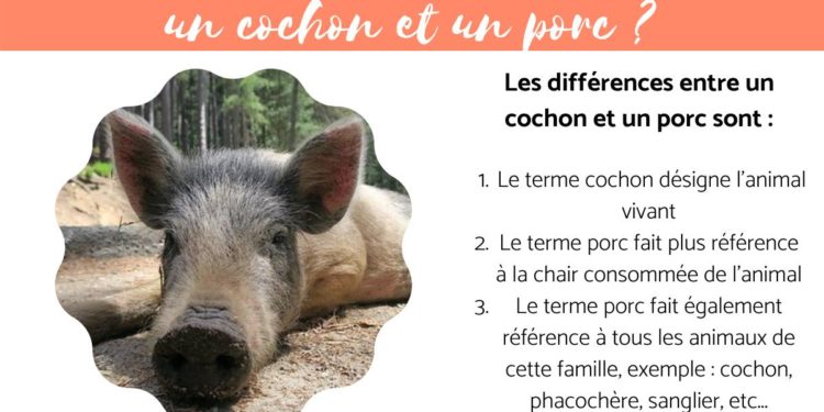 Quelle est la différence entre un porc et un cochon ?