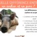 Quelle est la différence entre un porc et un cochon ?