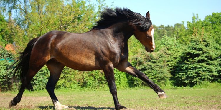 Qui est la femelle du cheval ?