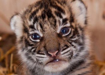 Comment on appelle un bébé tigre ?