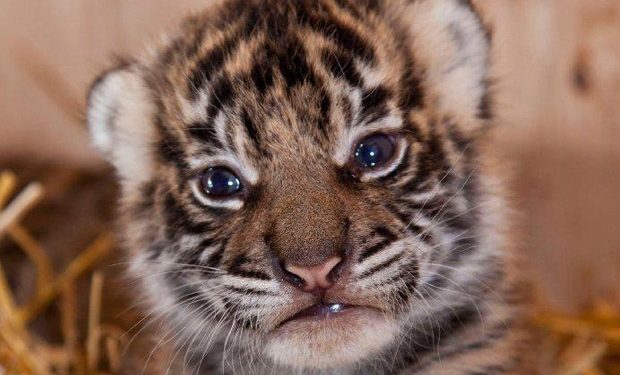 Comment on appelle un bébé tigre ?