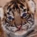 Comment on appelle un bébé tigre ?