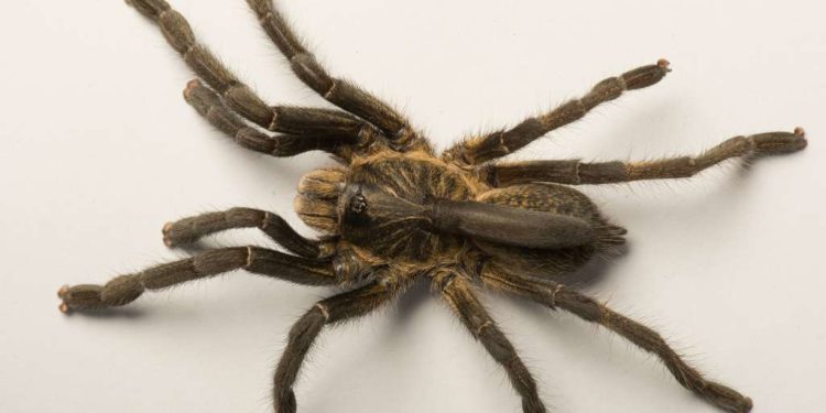 Quel type d'araignée en France ?