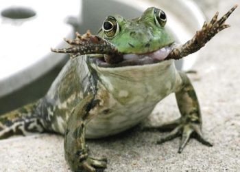 Comment fait la grenouille ?