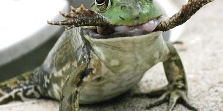 Comment fait la grenouille ?