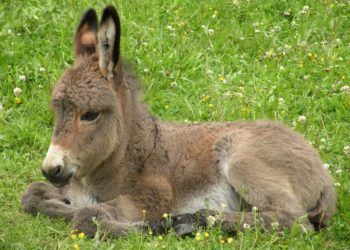 Comment s'appelle l'âne sur pix ?