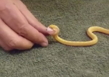 Comment se nomme le petit du serpent ?