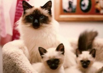 Quels sont les chats célèbres ?